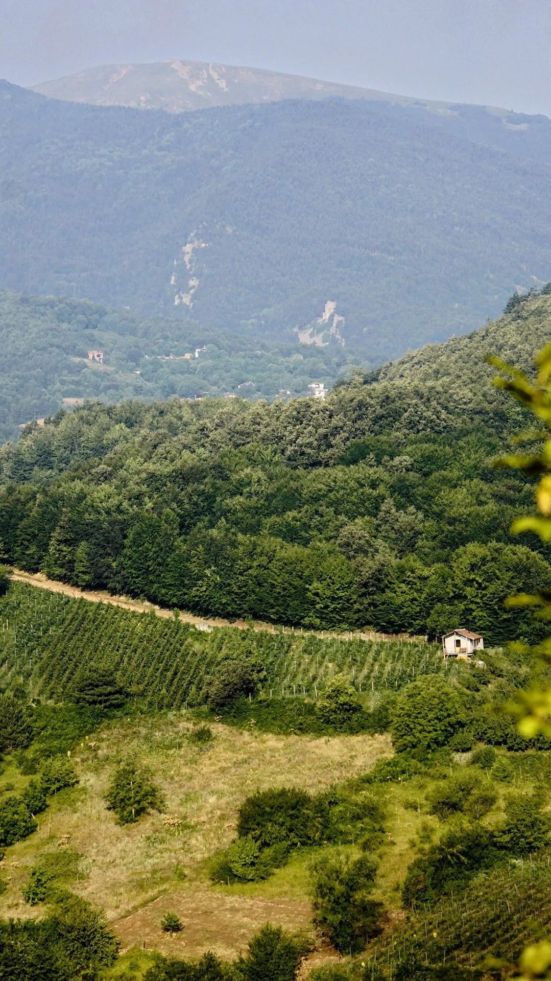 TRAMONTANE
