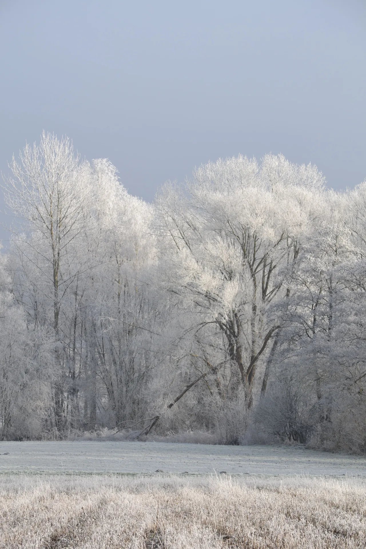 GIVRE
