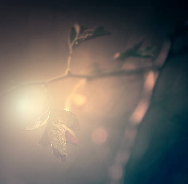NITESCENCE