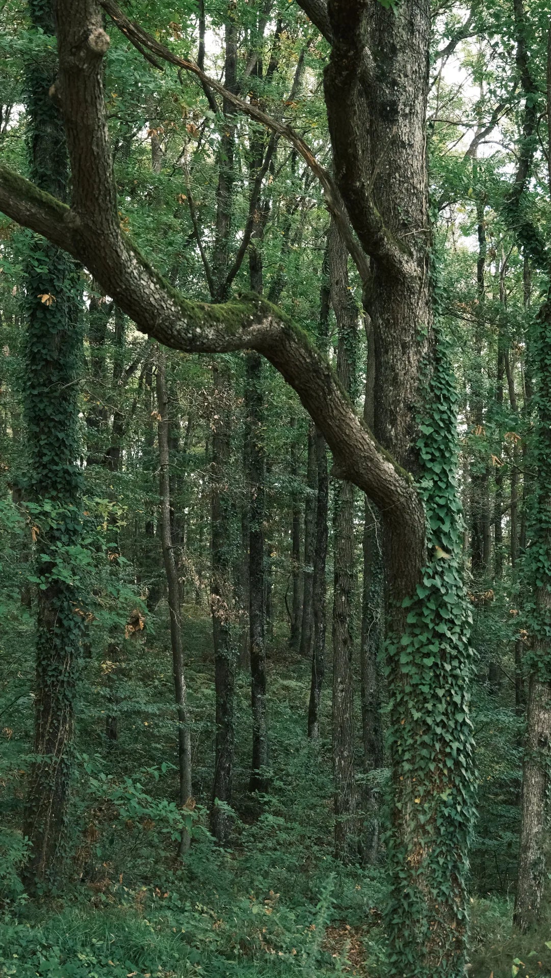 MOUSSERON DES BOIS