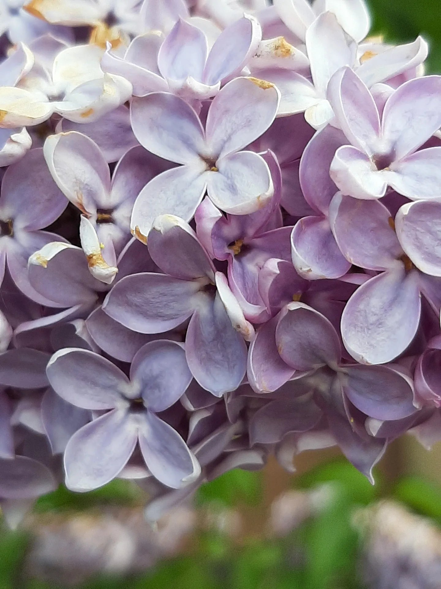 LILAS DES INDES