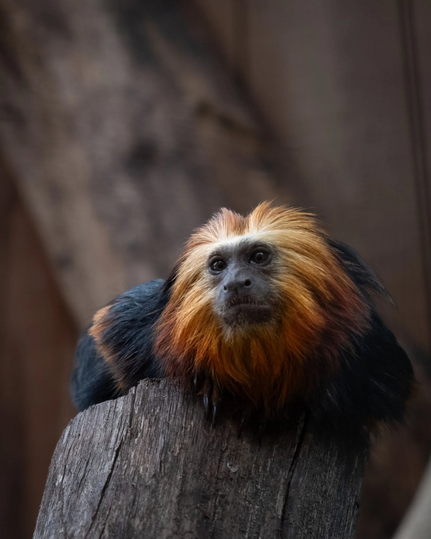 TAMARIN