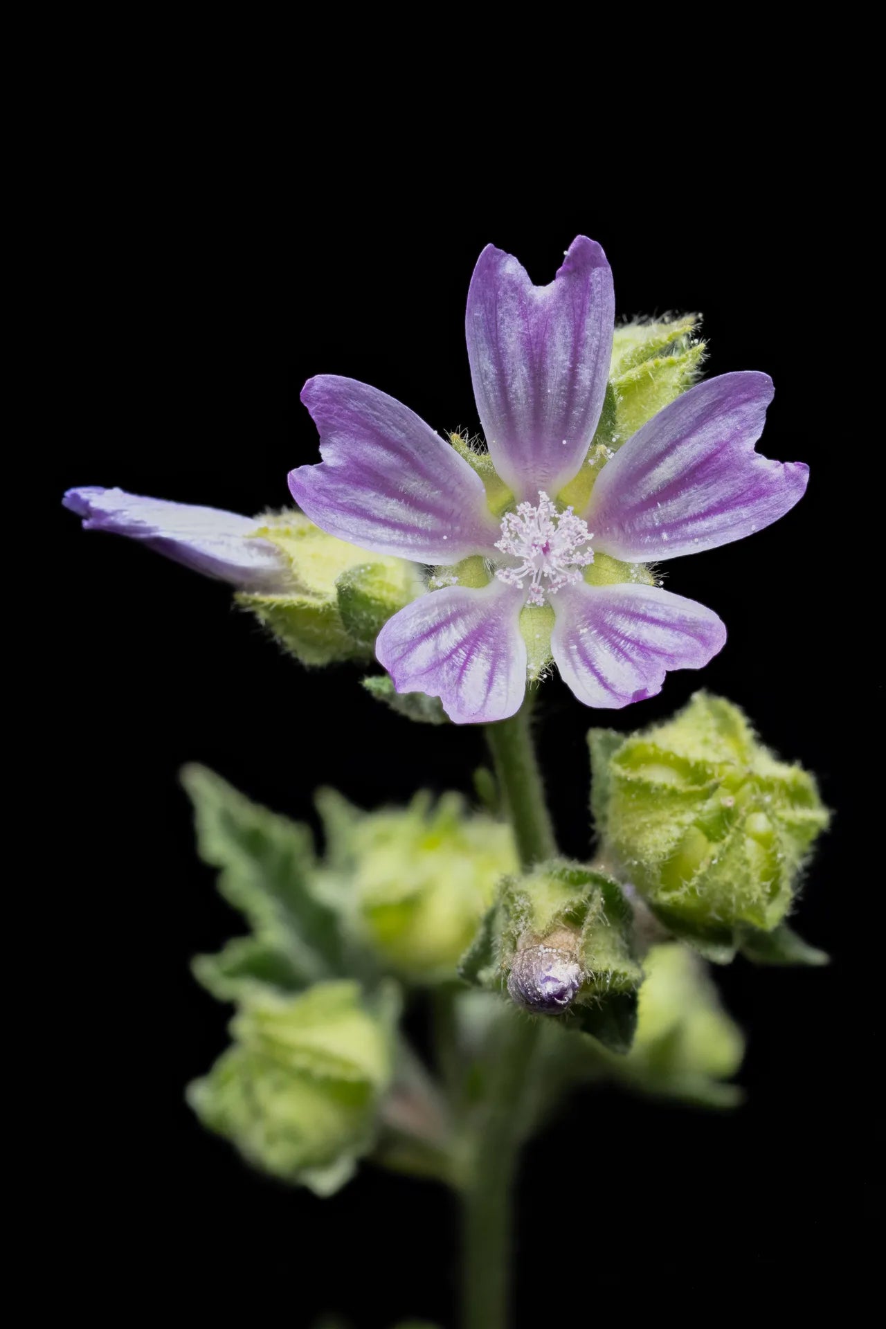 MAUVE CENDREE