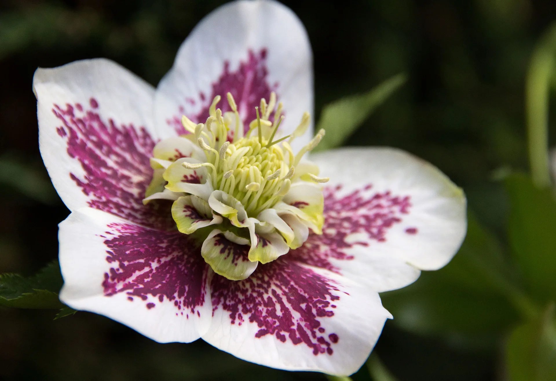 HELLEBORE POURPRE