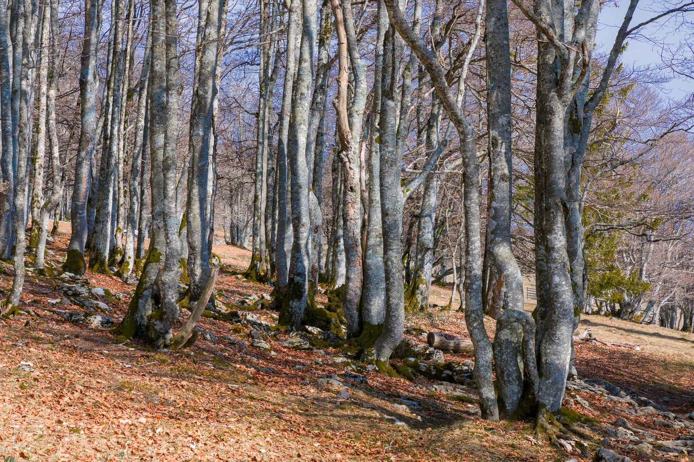 FAGUS