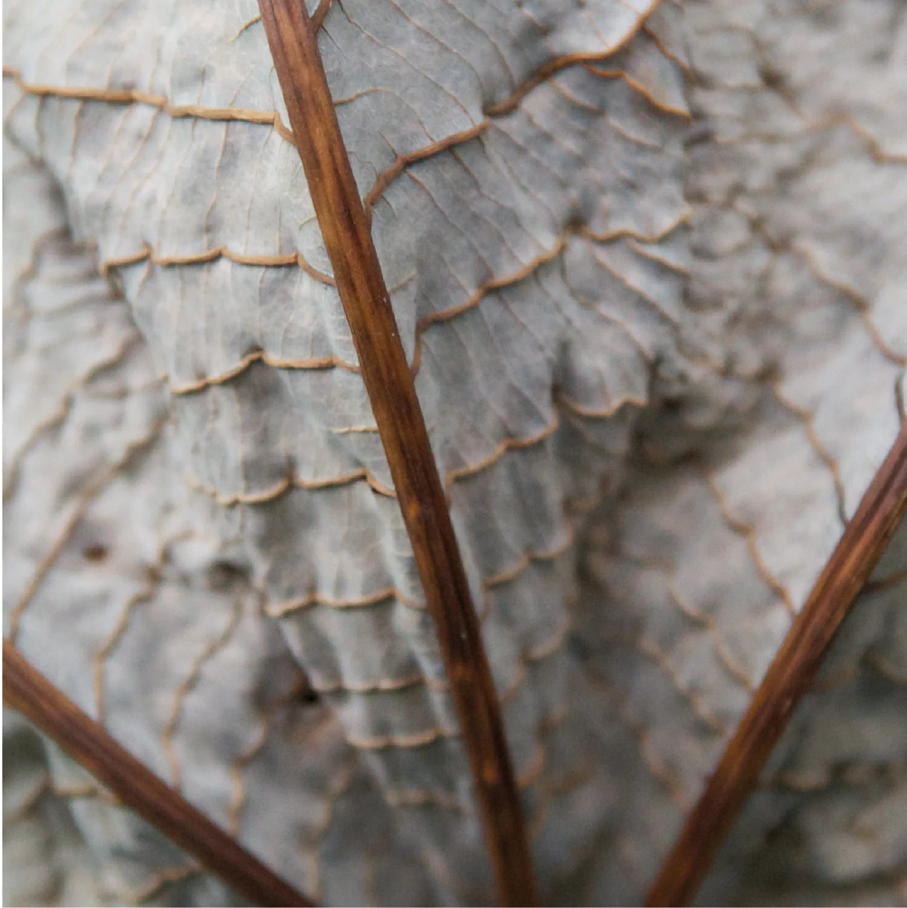 LICHEN BRUN
