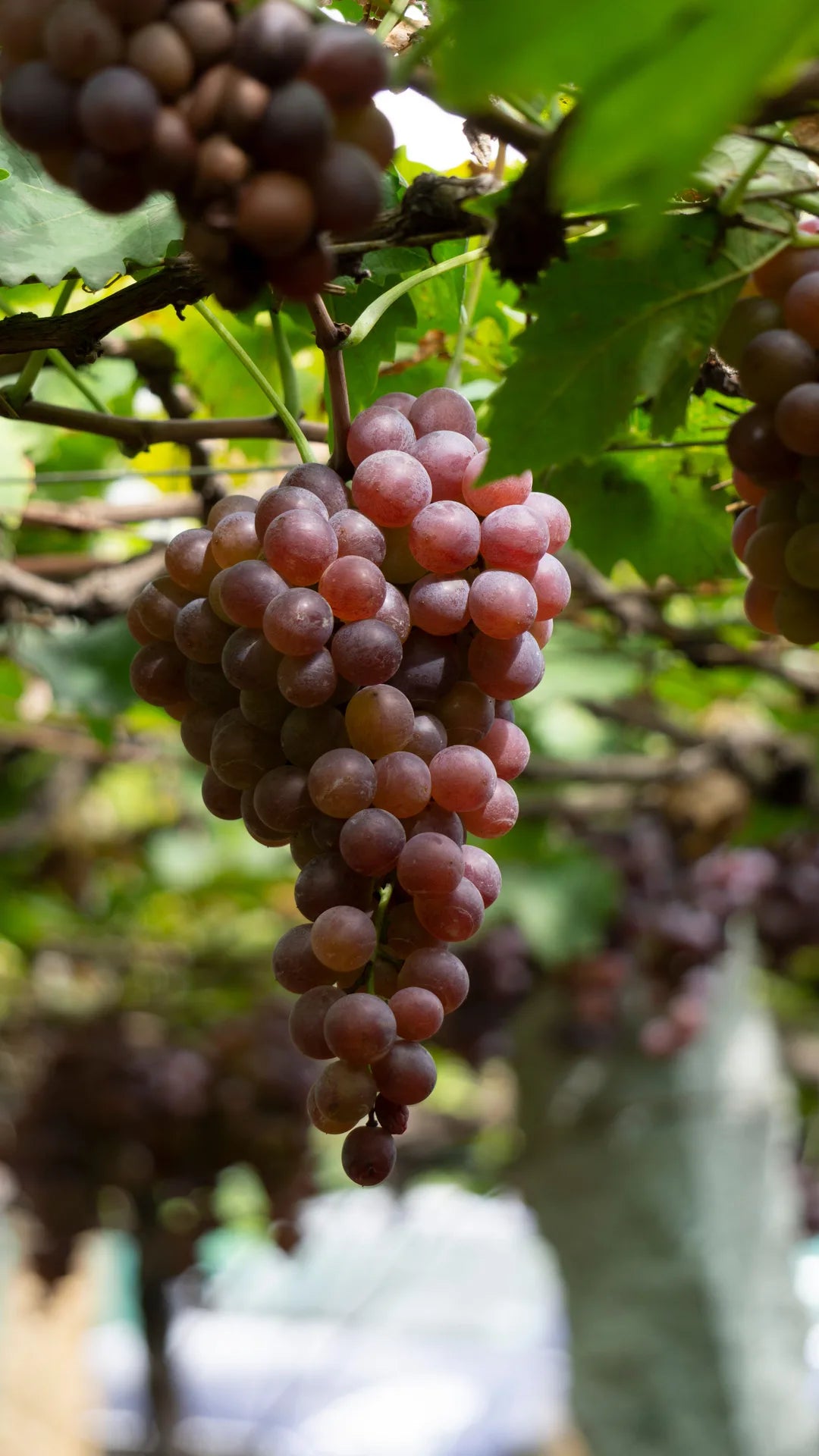 RAISIN RUBIS