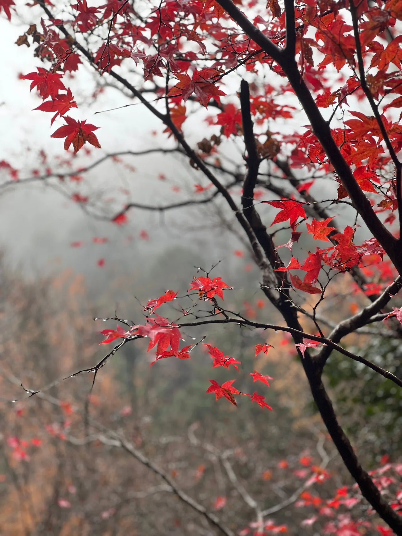 MOMIJI