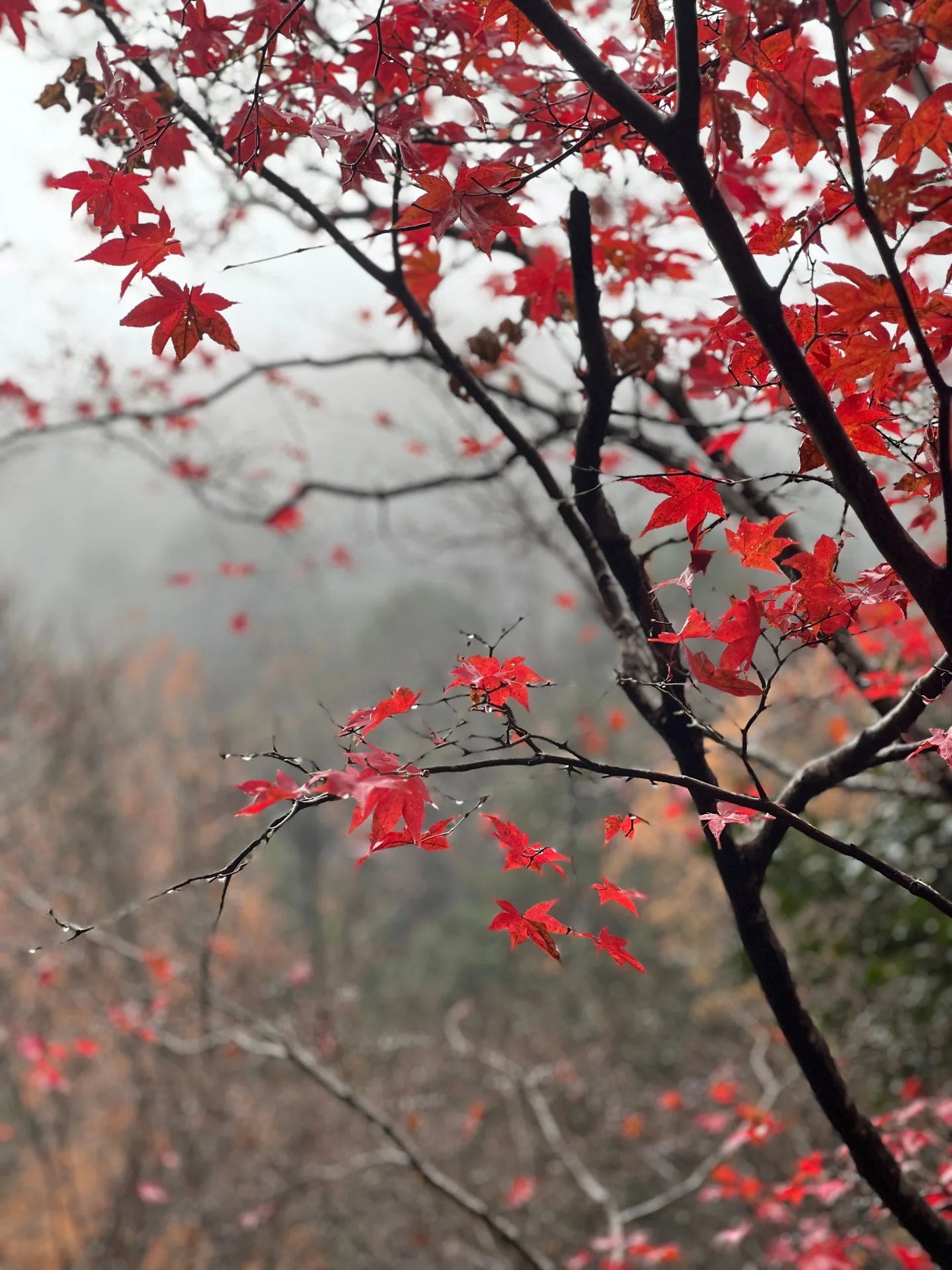 MOMIJI