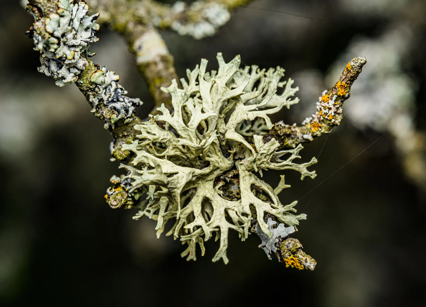 LICHEN CLAIR