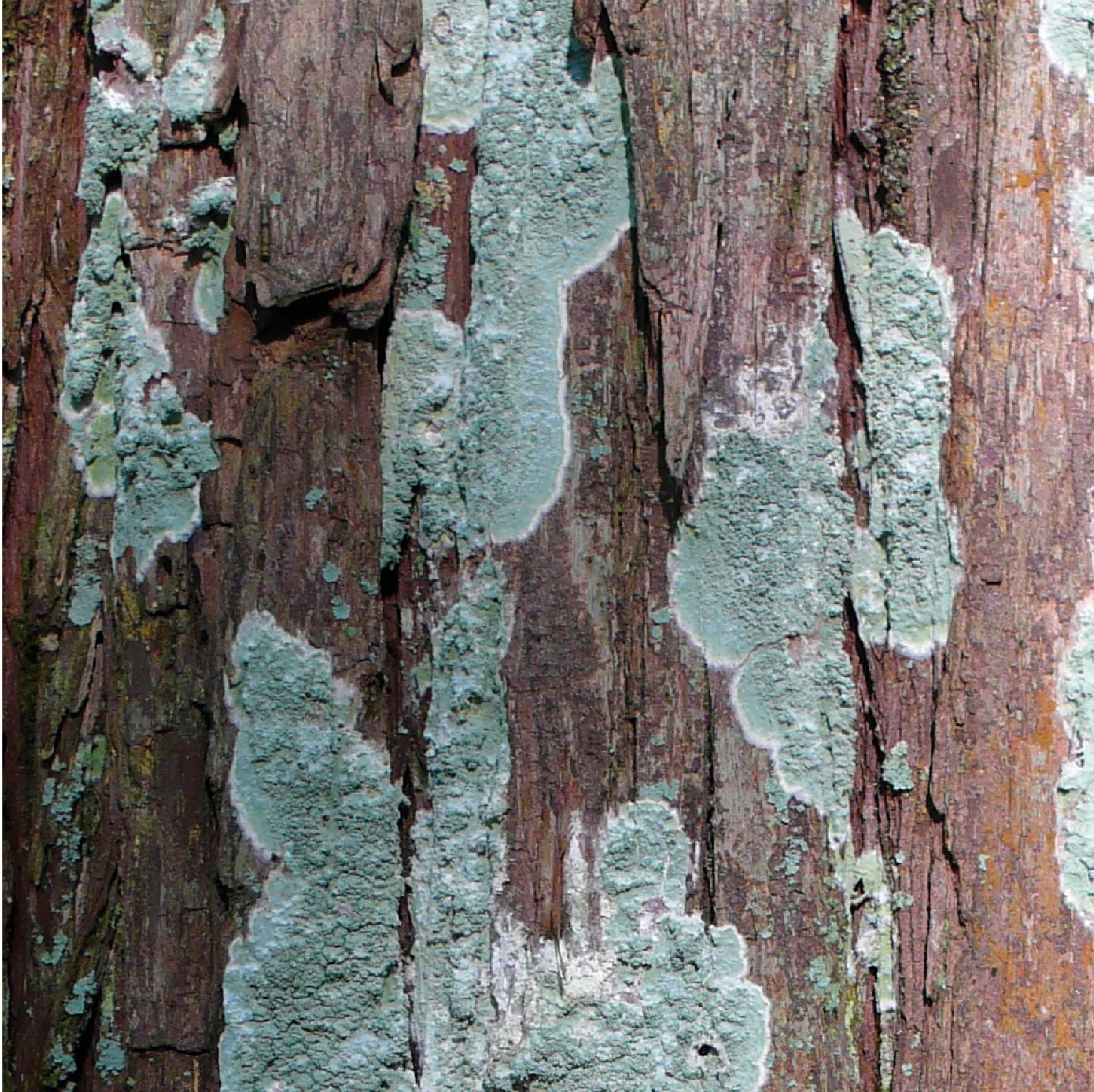 LICHEN BLEU