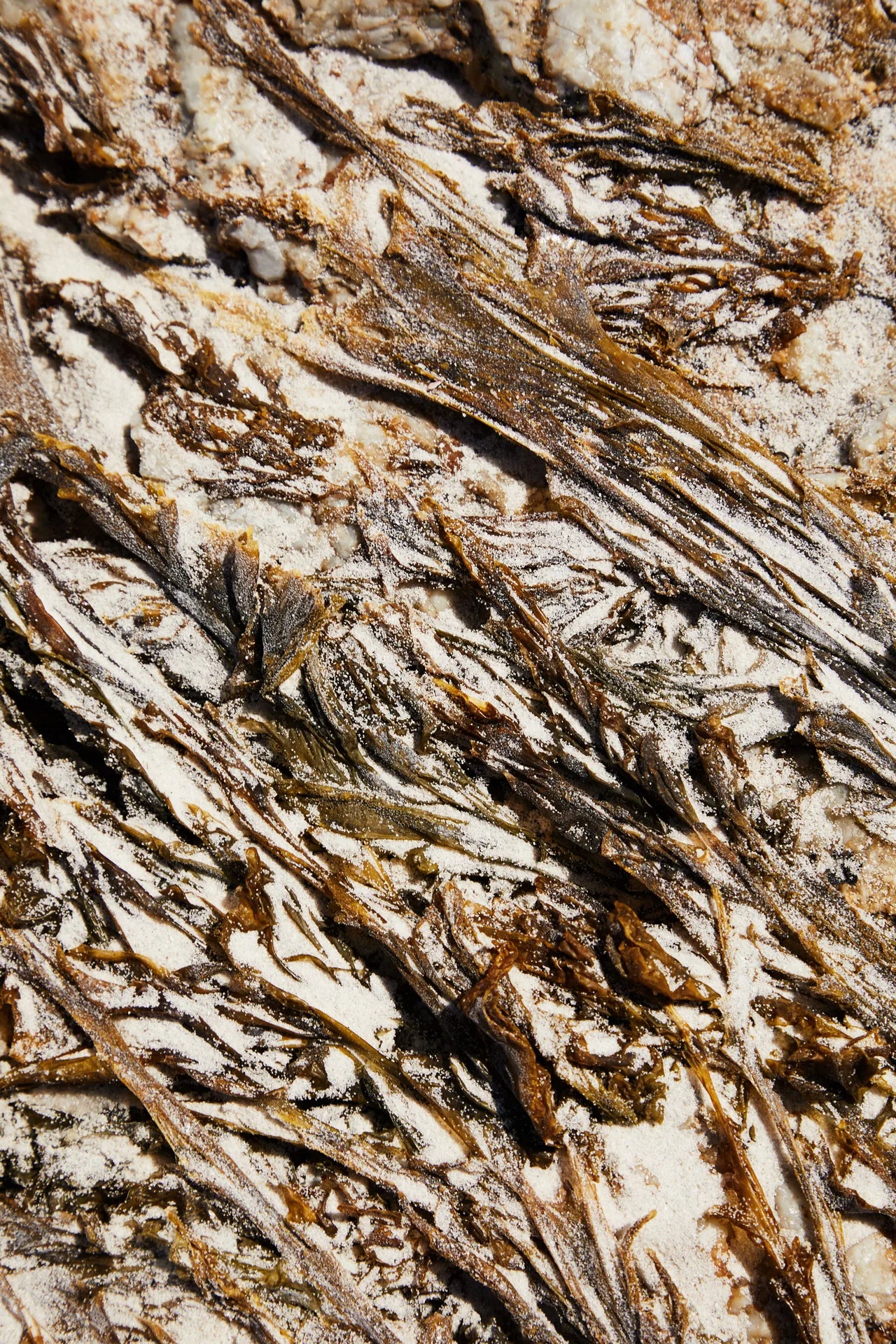 KOMBU OCRE