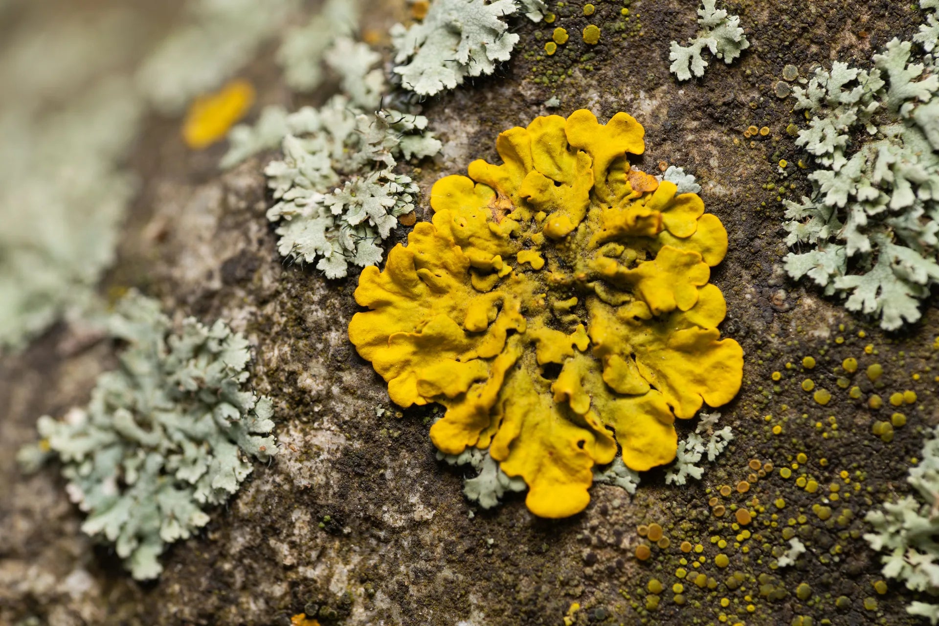 LICHEN KALO