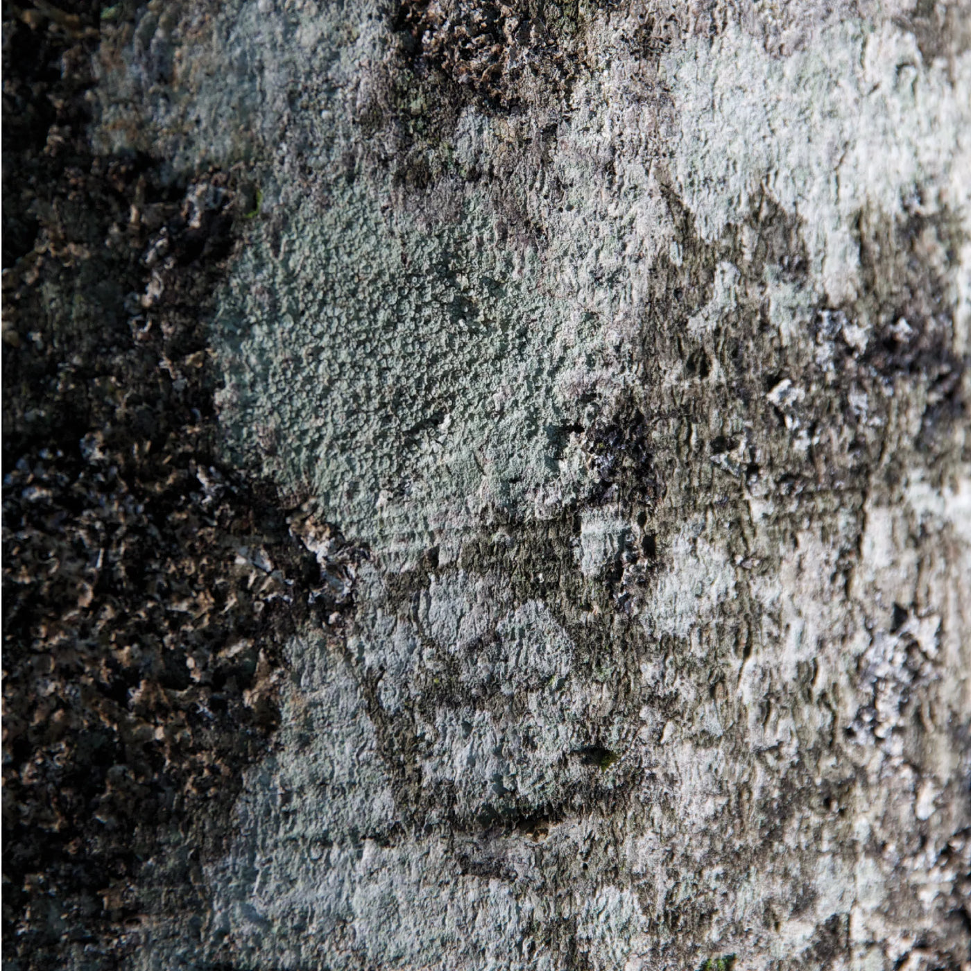 EUCALYPTUS