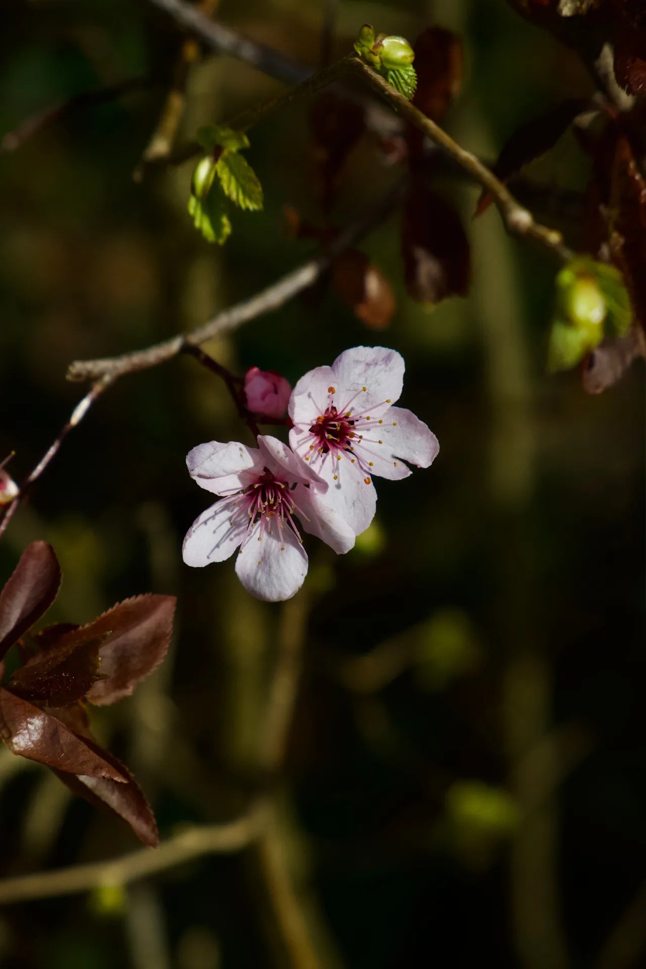 PRUNUS
