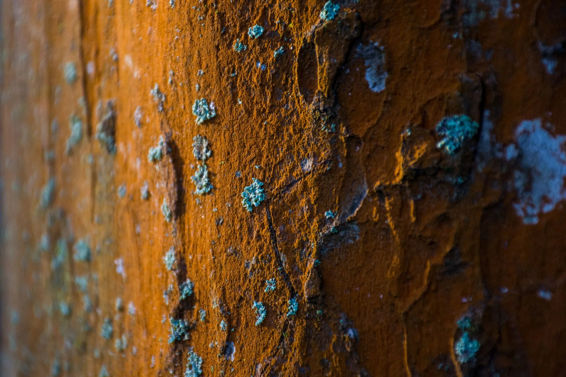 LICHEN OXYDE