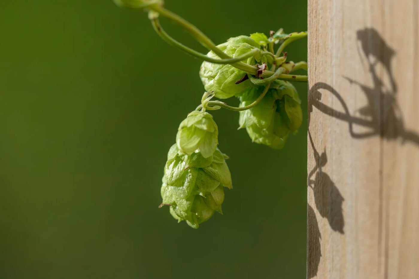 HOUBLON DORE