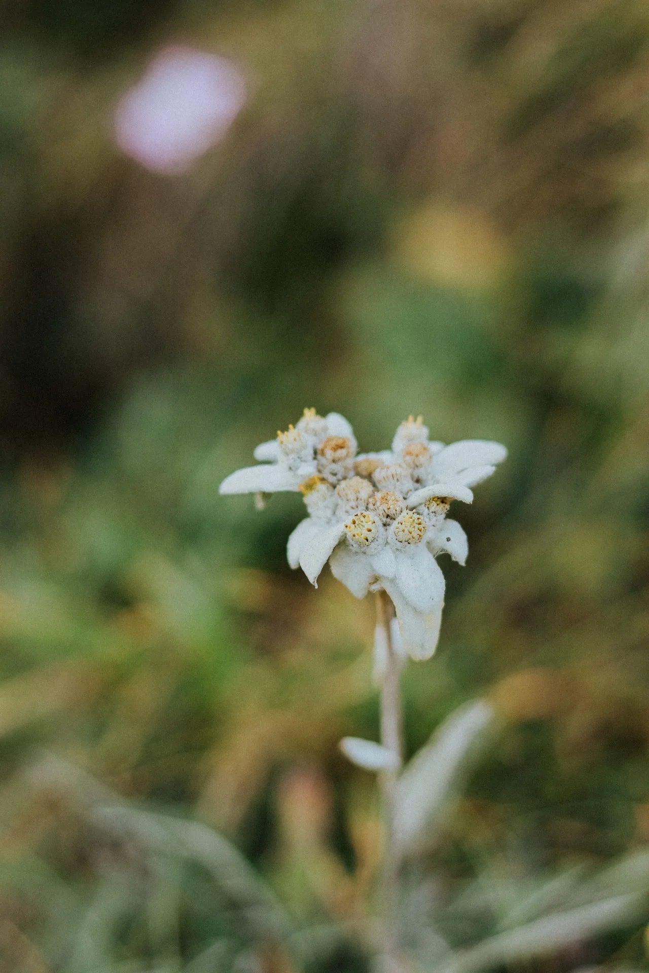 EDELWEISS